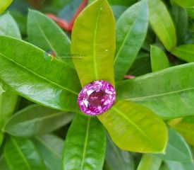 Pink Sapphire 4